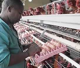 
                                POULTRY & EGG FARMING